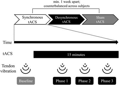Synchronous Neural Oscillation Between the Right Inferior Fronto-Parietal Cortices Contributes to Body Awareness